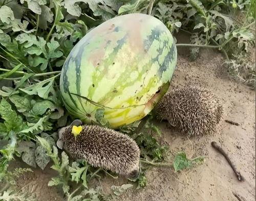 热门大瓜热心的朝阳爆料,朝阳爆料，明星隐私再掀波澜