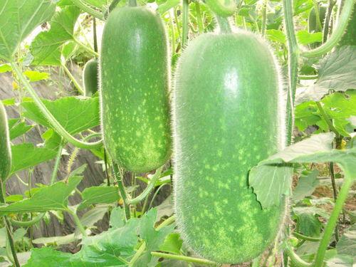 正能量 51今日吃瓜热门大瓜视频,热门大瓜视频盘点，正能量满满！